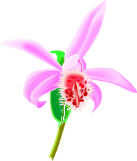 orchidea.gif